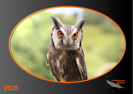 Die neuen Kalender für 2025 sind da!🦉 -ausverkauft-