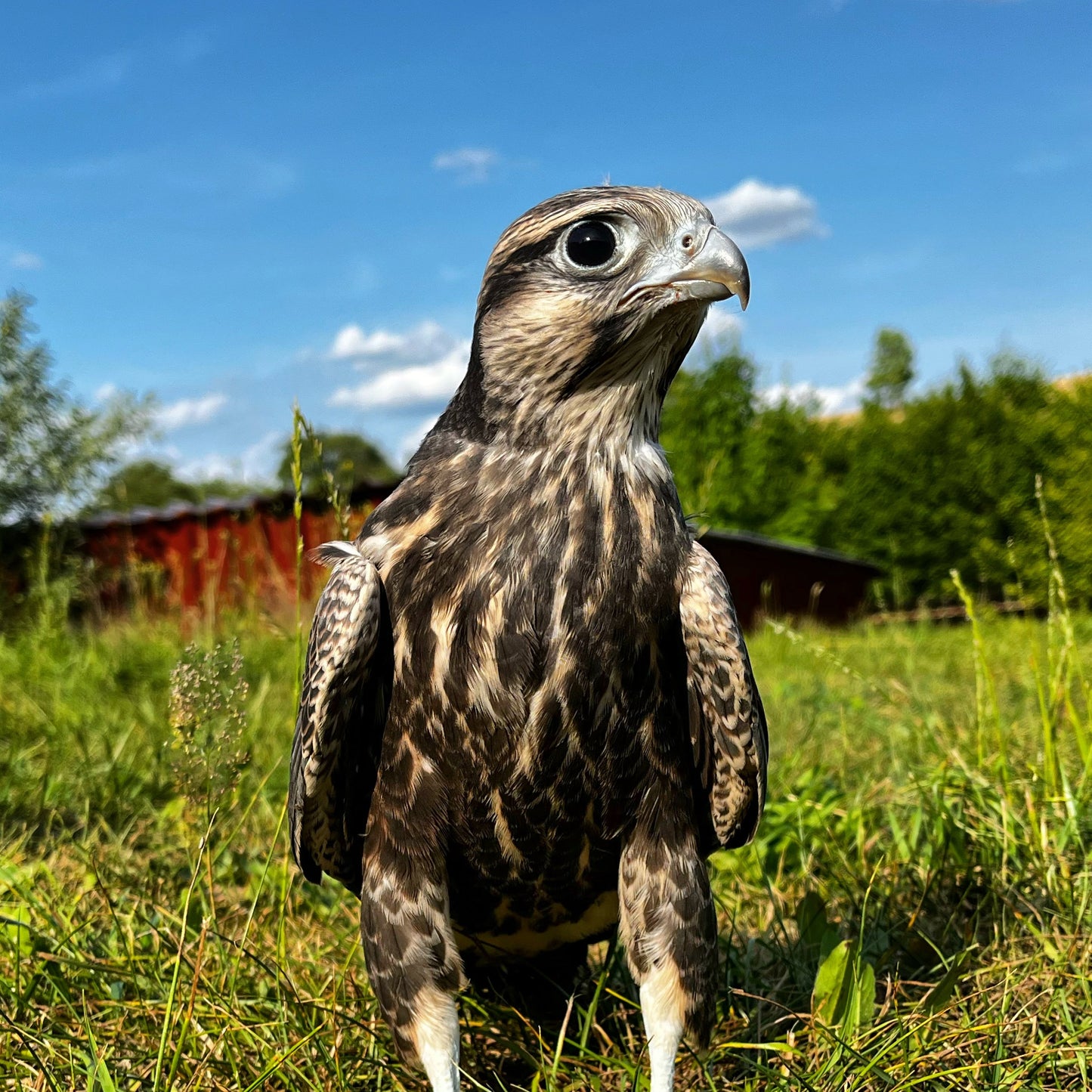 Laggarfalke auch Luggerfalke genannt als jungvogel