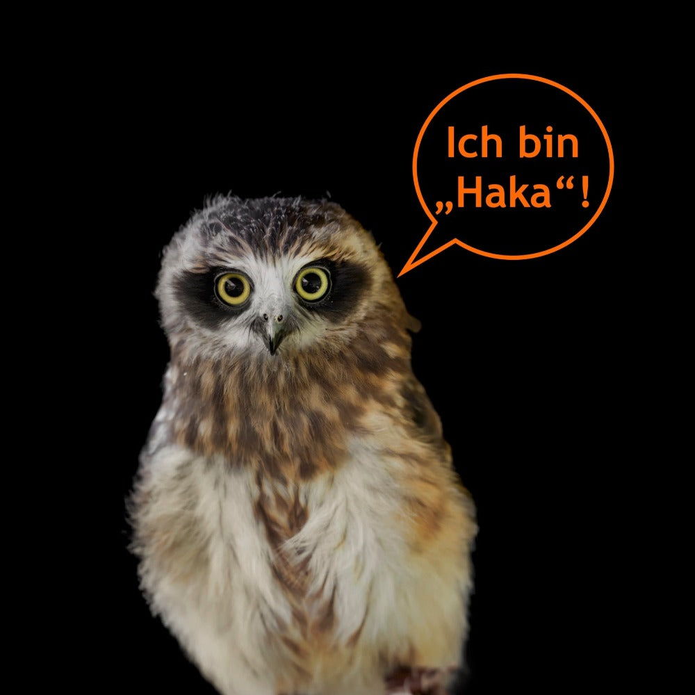 Neuseelandkuckuckskauz