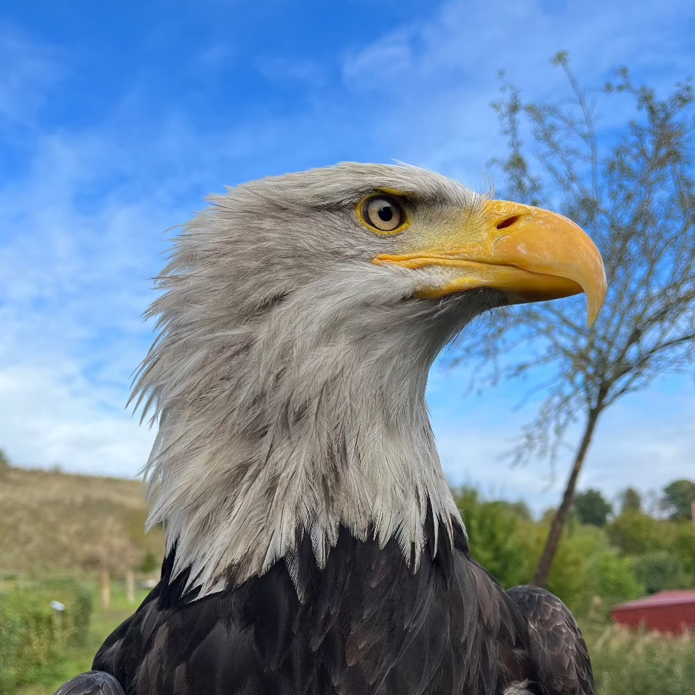 Weißkopfseeadler