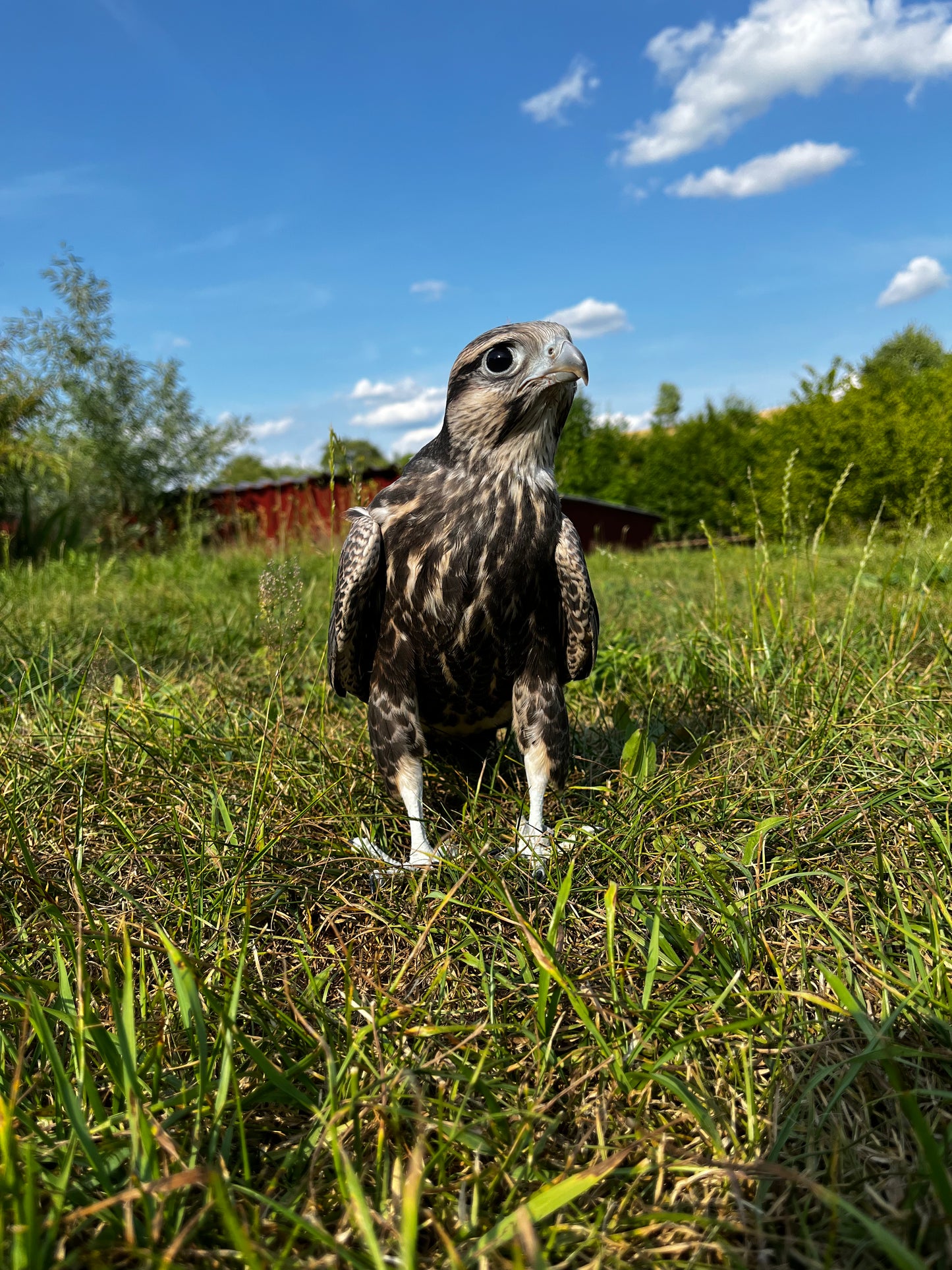 Zusatzerlebnis Falknerei (Eulentag)