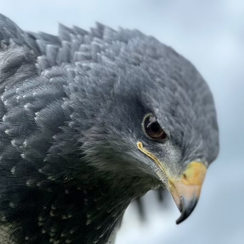 Catho unser Aguja (Agujas sind Vögel die zwischen Adlern und Bussarden stehen) Sie ist blau/grau