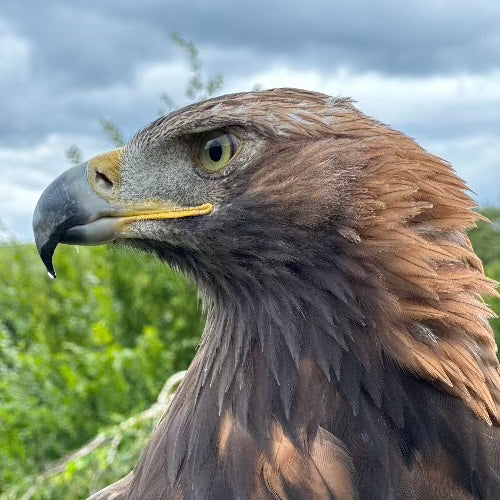 Steinadler Polly sabbert ein bisschen.