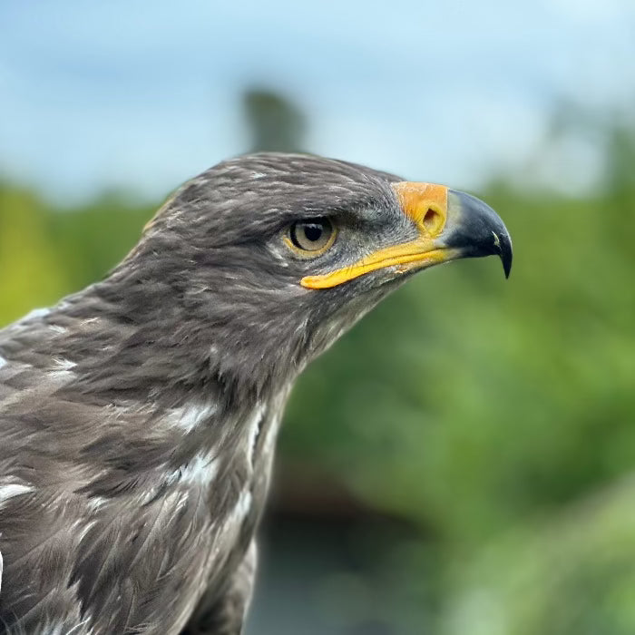 Steppenadler Lando blickt in die Ferne