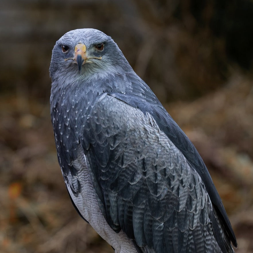 Aguja, Blaubussard oder Andenadler