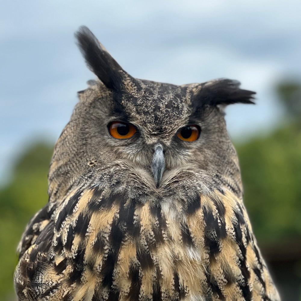 europäischer Uhu (bubo bubo)