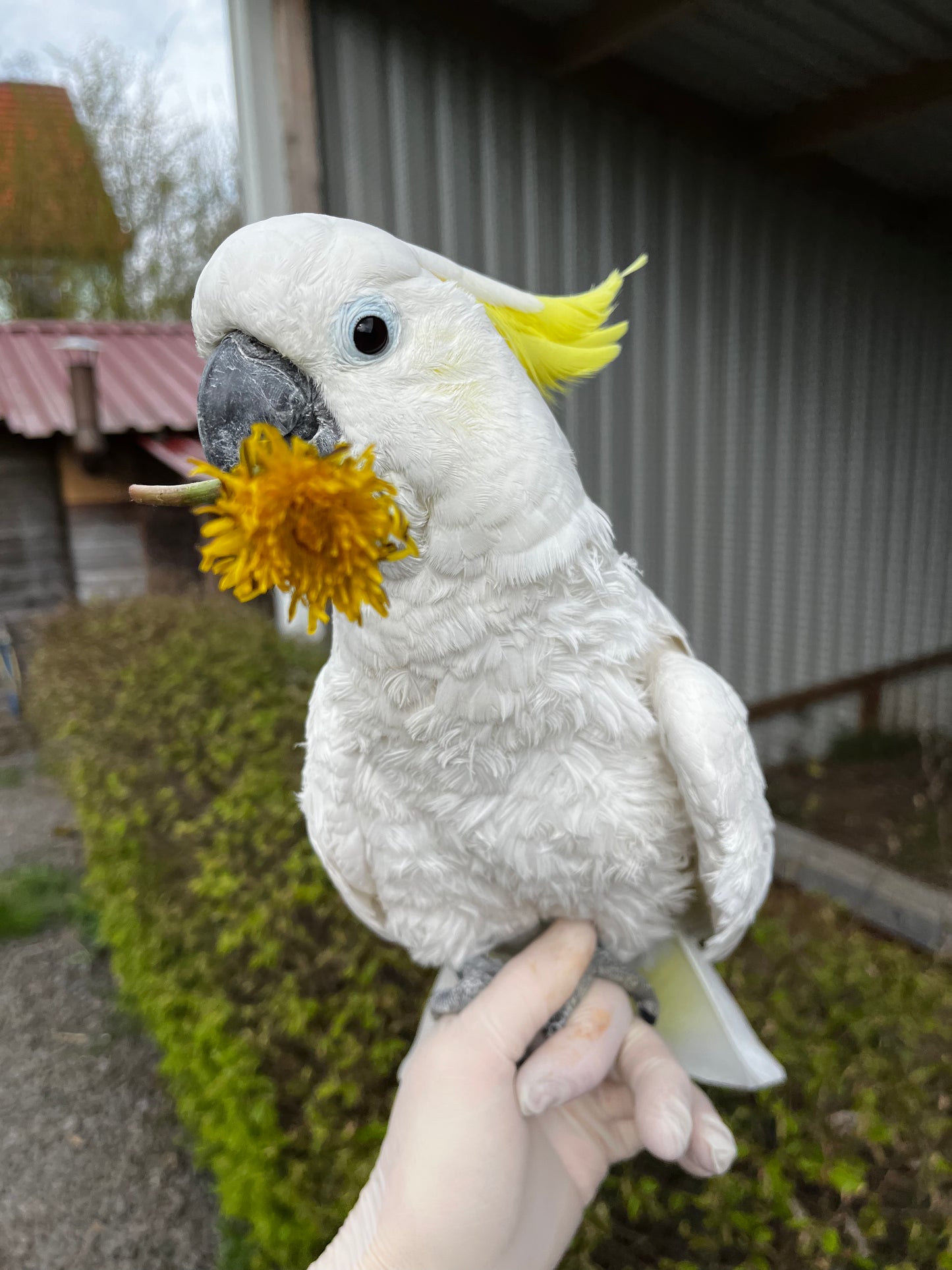 Tierpatenschaft