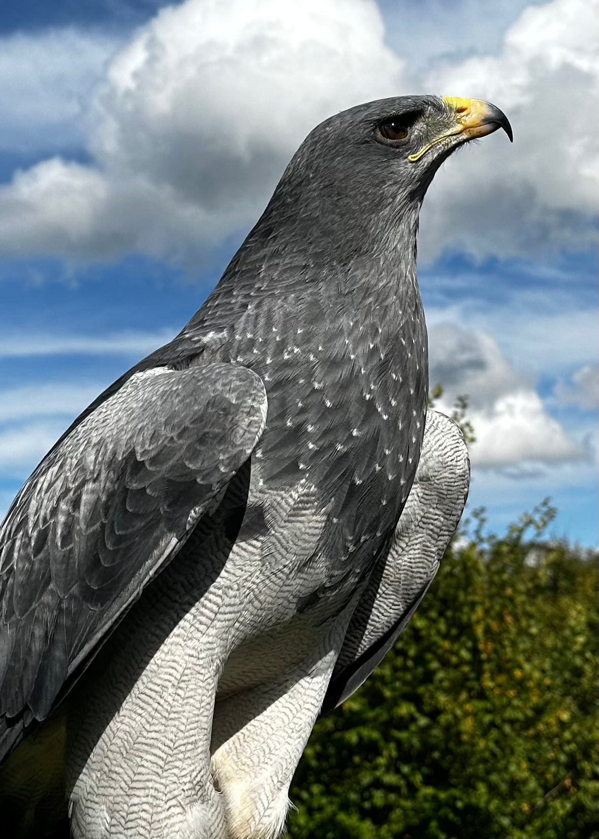 Tierpatenschaft